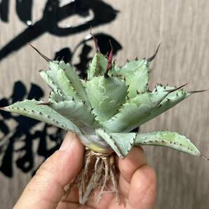 【龍園觀】No.160 特選 アガベ 多肉植物 八荒雷神 超陽炎 極上株の画像3