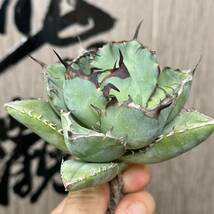 【龍園觀】No.18 特選 アガベ 多肉植物 チタノタ 黑鯨 強棘 極上株_画像4