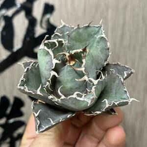 [ dragon ..]No.122 special selection agave succulent plant chitanota white . a little over . finest quality stock 
