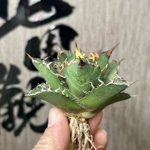 【龍園觀】No.124 特選 アガベ 多肉植物 チタノタ 凱撒‘SUPER CAESAR’ シーザー 強棘 極上株の画像4