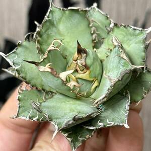 [ dragon ..]No.125 special selection agave succulent plant chitanota. leaf . finger fili Gree a little over . finest quality stock 