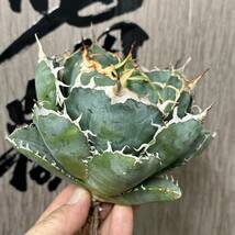 【龍園觀】No.148 特選 アガベ 多肉植物 チタノタ 白鯨 強棘 極上大株_画像5