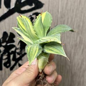 【龍園觀】No.349 特選 アガベ 多肉植物 イシスメンシス 雷神錦 楊貴妃 縞斑 極上株 の画像3