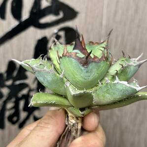 【龍園觀】 No.34 特選 アガベ 多肉植物 チタノタ 阿修羅 超強棘 極上株 激レア！の画像5