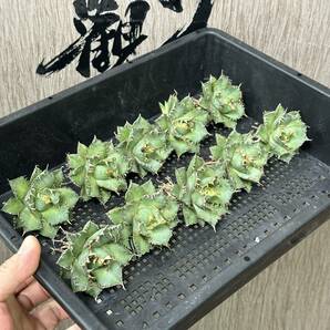 【龍園觀】No.433 特選 アガベ 多肉植物 チタノタ 圓葉拇指 フィリグリー 強棘 極上株 10株の画像1