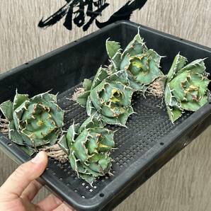 【龍園觀】No.438 特選 アガベ 多肉植物 チタノタ 白鯨 強棘 極上株 5株の画像1