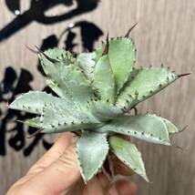 【龍園觀】No.449 特選 アガベ 多肉植物 八荒雷神 超陽炎 極上株_画像3