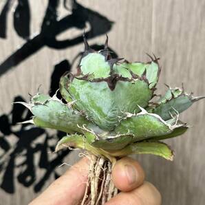 【龍園觀】No.426 特選 アガベ 多肉植物 チタノタ BB ブラックアンドブルー 濃黒棘 超強棘 包葉型 極上株 短葉の画像3