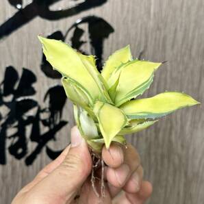 【龍園觀】No.145 特選 アガベ 多肉植物 イシスメンシス 雷神錦 楊貴妃 中斑 極上株 の画像4