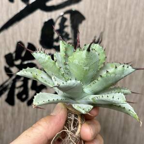 【龍園觀】No.147 特選 アガベ 多肉植物 八荒雷神 超陽炎 極上株の画像3