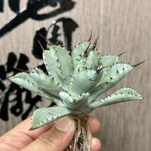 【龍園觀】No.148 特選 アガベ 多肉植物 八荒雷神 超陽炎 極上株_画像2