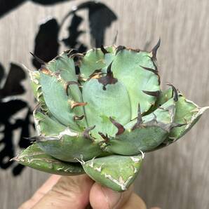 【龍園觀】No.18 特選 アガベ 多肉植物 チタノタ 黑鯨 強棘 極上株の画像3