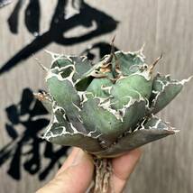 【龍園觀】No.124 特選 アガベ 多肉植物 チタノタ 白鯨 強棘 極上株_画像2