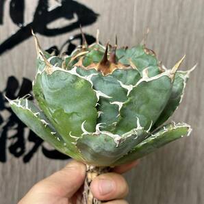 【龍園觀】No.136 特選 アガベ 多肉植物 チタノタ 白鯨 強棘 極上株の画像2