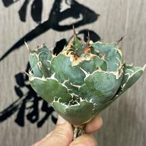 【龍園觀】No.138 特選 アガベ 多肉植物 チタノタ 白鯨 強棘 極上株_画像1