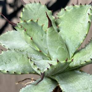 【龍園觀】No.245 特選 アガベ 多肉植物 八荒雷神 超陽炎 極上株の画像8