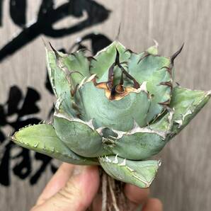 【龍園觀】No.26 特選 アガベ 多肉植物 チタノタ 黑鯨 強棘 極上株の画像4