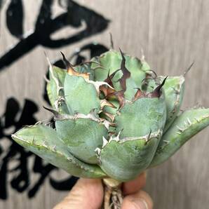 【龍園觀】No.26 特選 アガベ 多肉植物 チタノタ 黑鯨 強棘 極上株の画像2