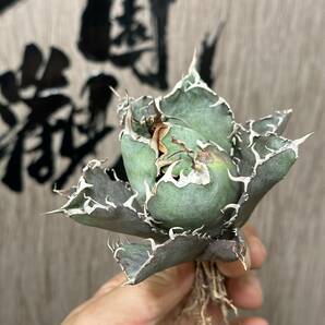 【龍園觀】No.218 特選 アガベ 多肉植物 チタノタ 白鯨 強棘 極上株の画像6