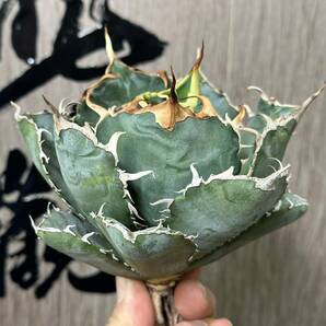 【龍園觀】No.233 特選 アガベ 多肉植物 チタノタ 白鯨 強棘 極上株の画像2