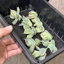 【龍園觀】No.246 特選 アガベ 多肉植物 王妃カブトガニ錦 王妃兜蟹錦 黄覆輪 極上株 連棘 包葉 10株_画像3