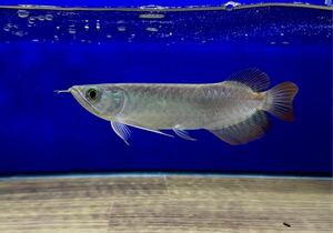 Тщательно выбранная супер красная Arowana 18cm ± сухой пищи, с которой контактируют в настоящее время из -за лечения