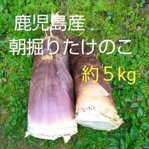 鹿児島産無農薬朝掘りたけのこ　約５kg