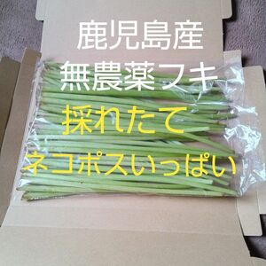 無農薬鹿児島産採れたてフキ　ネコポスいっぱい