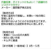 【５粒】F1カンコクトウガラシ　旨味の深い辛味がキムチに最適♪　これでキムチを試してみてください♪　まき時です♪　送料73円〜_画像2