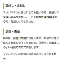 【20粒】斑入りマツバボタン『ペパーミント』コンパクトながらボリュームあります♪　暑さにはめちゃくちゃ強いです♪　送料73円〜_画像5