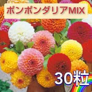 【30粒】ポンポンダリアMIX　種から育てるダリア♪　多年草　まき時4〜6月頃　ダリヤ　送料73円〜