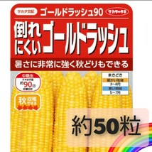 【約50粒】スイートコーン『ゴールドラッシュ90』安心して栽培できる高食味品種♪　秋収穫も♪　送料73円〜_画像1