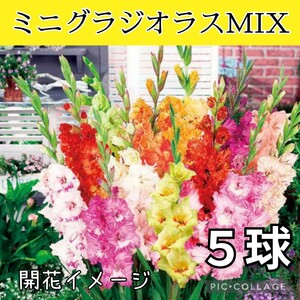 【５球】ミニグラジオラスMIX　植えっぱなしOK　送料73円〜