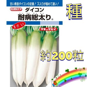 【約200粒】ダイコン『耐病総太り』 約200粒(約5.5g以上)お入れします♪ 送料73円〜の画像1