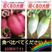 ミニ大根食べ比べセット　品種別　【計25粒】(紅くるり15粒味くるり10粒)　人気の食べきりサイズ♪　送料73円〜_画像1