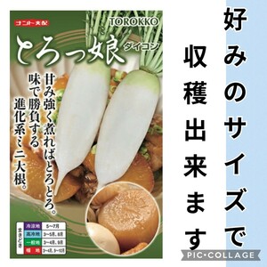 進化系ミニ大根『とろっ娘』【40粒】春＆秋まきOK　家庭菜園　600g〜２kg　送料73円〜