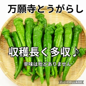 【12粒】万願寺とうがらし　ほんのり甘くて美味しい京野菜♪　焼き＆煮付け　おつまみにも♪　分岐の多い多収品種　送料73円〜　　