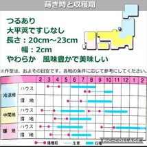 【13粒】大平莢インゲン『シュガグリーン』多収＆大きくなっても柔らかないんげんです♪　ジャンボインゲン　送料73円〜_画像3