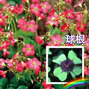 [5 лампочка ]....( oxalis )[ Lucky clover ] лист. один круглый год можно наслаждаться! выдерживающий жара выдерживающий холод . выдающийся!..... товар вид.! стоимость доставки 73 иен ~