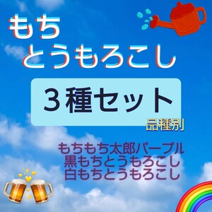 【各15粒　計50粒】もちとうもろこし３種セット　品種別　黒もち　白もち　もちもち太郎パープル　送料73円〜