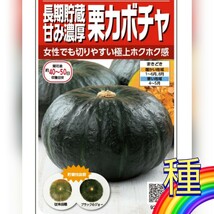 【６粒】栗カボチャ『ブラックのジョー』切りやすく長期保存に適したかぼちゃです♪　着果性も抜群♪　送料73円〜_画像1