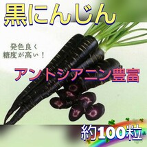 【約100粒】黒にんじん　サラダ・ジュースに人気♪　珍しい黒紫色♪　極早生　約2.4g以上でお送りします♪　送料73円〜_画像1