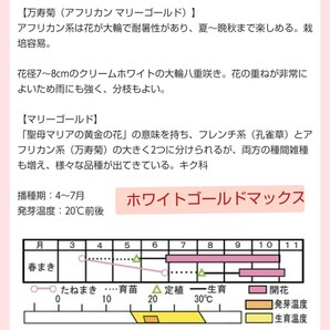 【10粒】マリーゴールド『ホワイトゴールドマックス』丈約50cm 花径約8〜10cm ボリューム◎ 栽培簡単 市販種です 送料73円〜 の画像4