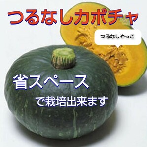 【５粒】つるなしカボチャ 省スペースで栽培♪ 送料73円〜の画像1