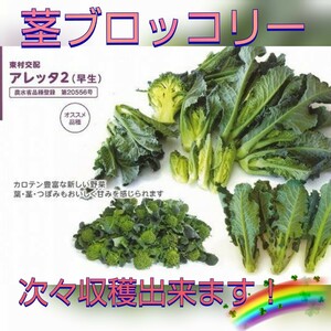 【15粒】茎ブロッコリー『アレッタ２』葉・茎・つぼみ全部食べられます♪　長〜く収穫出来ます♪　送料73円〜