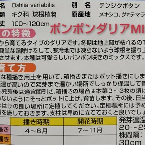 【30粒】ポンポンダリアMIX 種から育てるダリア♪ 多年草 まき時4〜6月頃 ダリヤ 送料73円〜の画像3