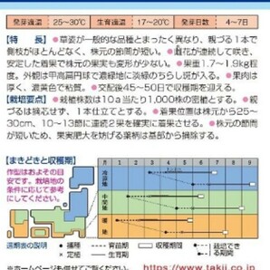 【５粒】つるなしカボチャ 省スペースで栽培♪ 送料73円〜の画像4