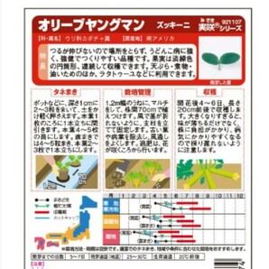 【計９粒】省スペースズッキーニ３種セット各３粒 送料73円〜の画像6