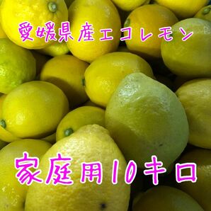 愛媛県産エコレモン10キロ 家庭用