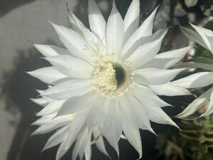 大輪白い花咲く 花サボテン 